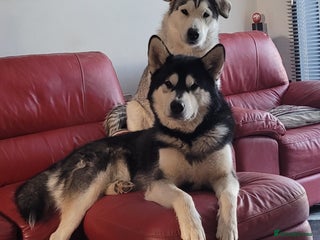 Alaskan Malamute dogs in Sheffield - Advert 2