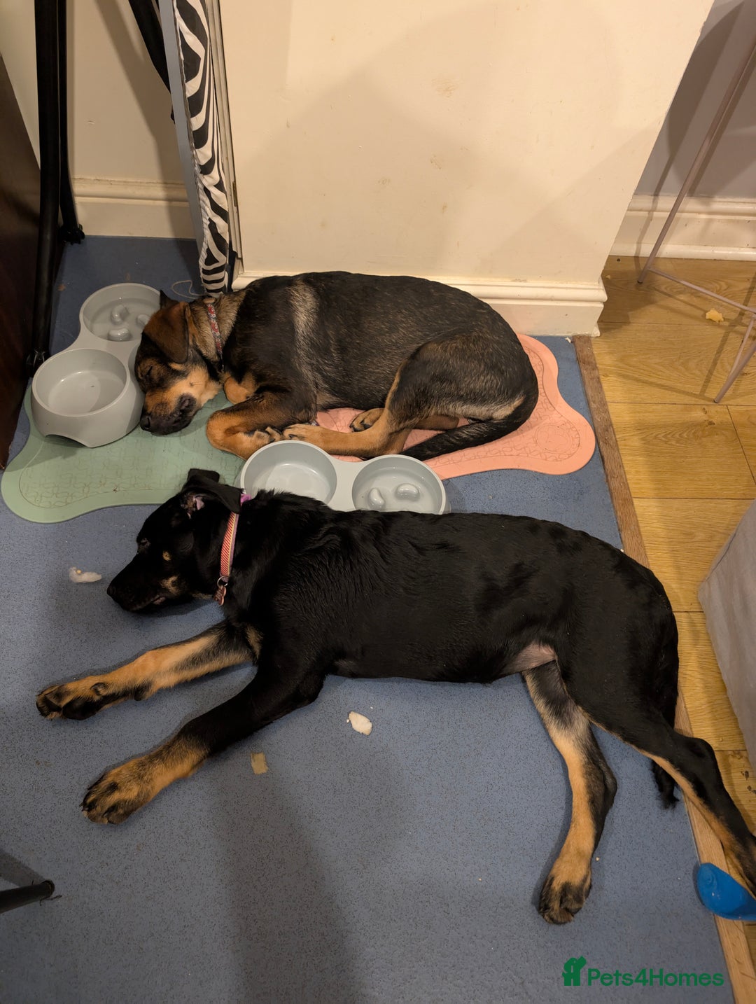 Mixed Breed dogs for sale: 2 Shepweiler Puppies  - Image 4