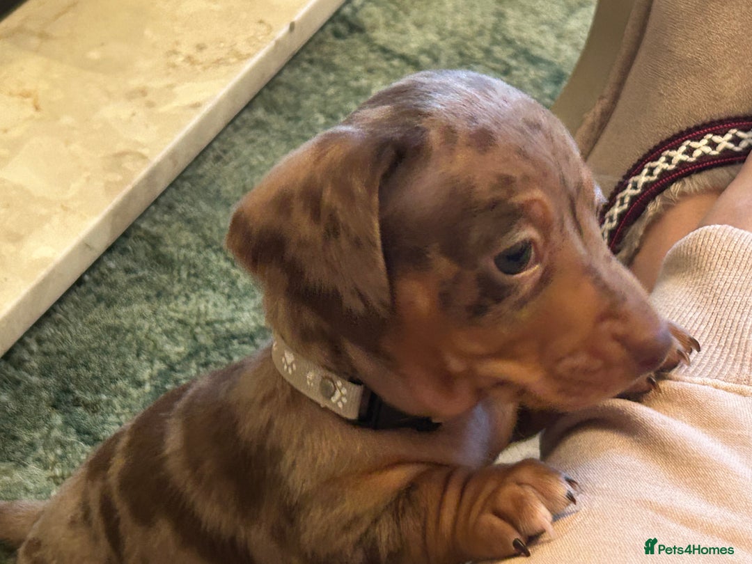 Miniature Dachshund dogs for sale: Isabella Dapple & chocolate & tan-dachshunds,  - Advert 25
