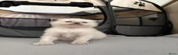 Ragdoll cats for sale: Bluepoint ragdolls for sale  in Liverpool - Advert 24