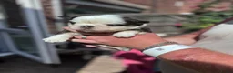 French Bulldog dogs for sale: Adorable fluffy frenchies - Advert 11