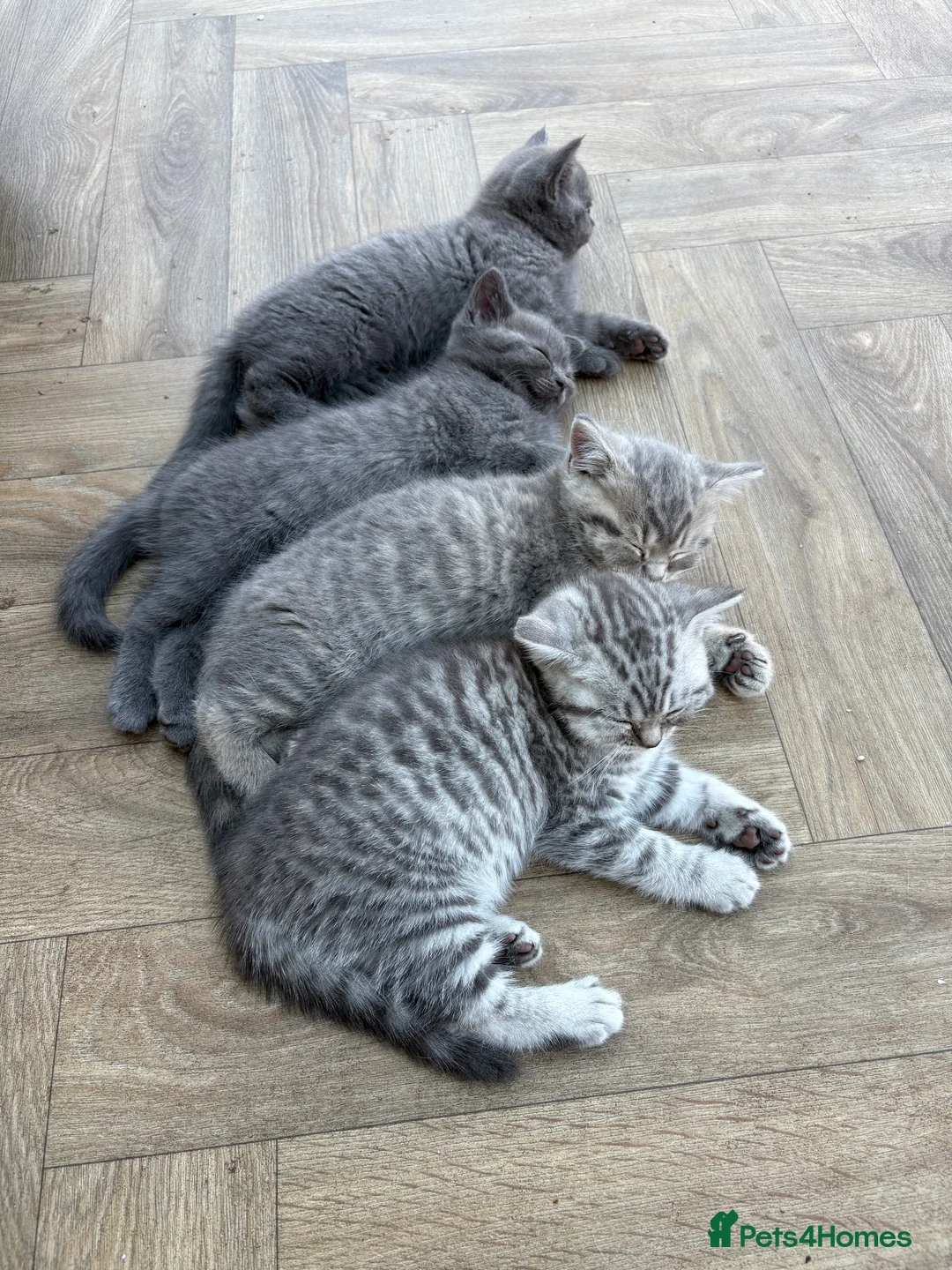 British Shorthair cats for sale: Active silver tabby british shorthair - Advert 3