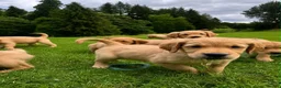 Golden Retriever dogs for sale: Outstanding Litter KC Reg Golden Retriever Puppies - Advert 14