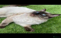 Ragdoll cats for stud: Active gccf stud chocolate carrier seal point  in Grantham - Image 4