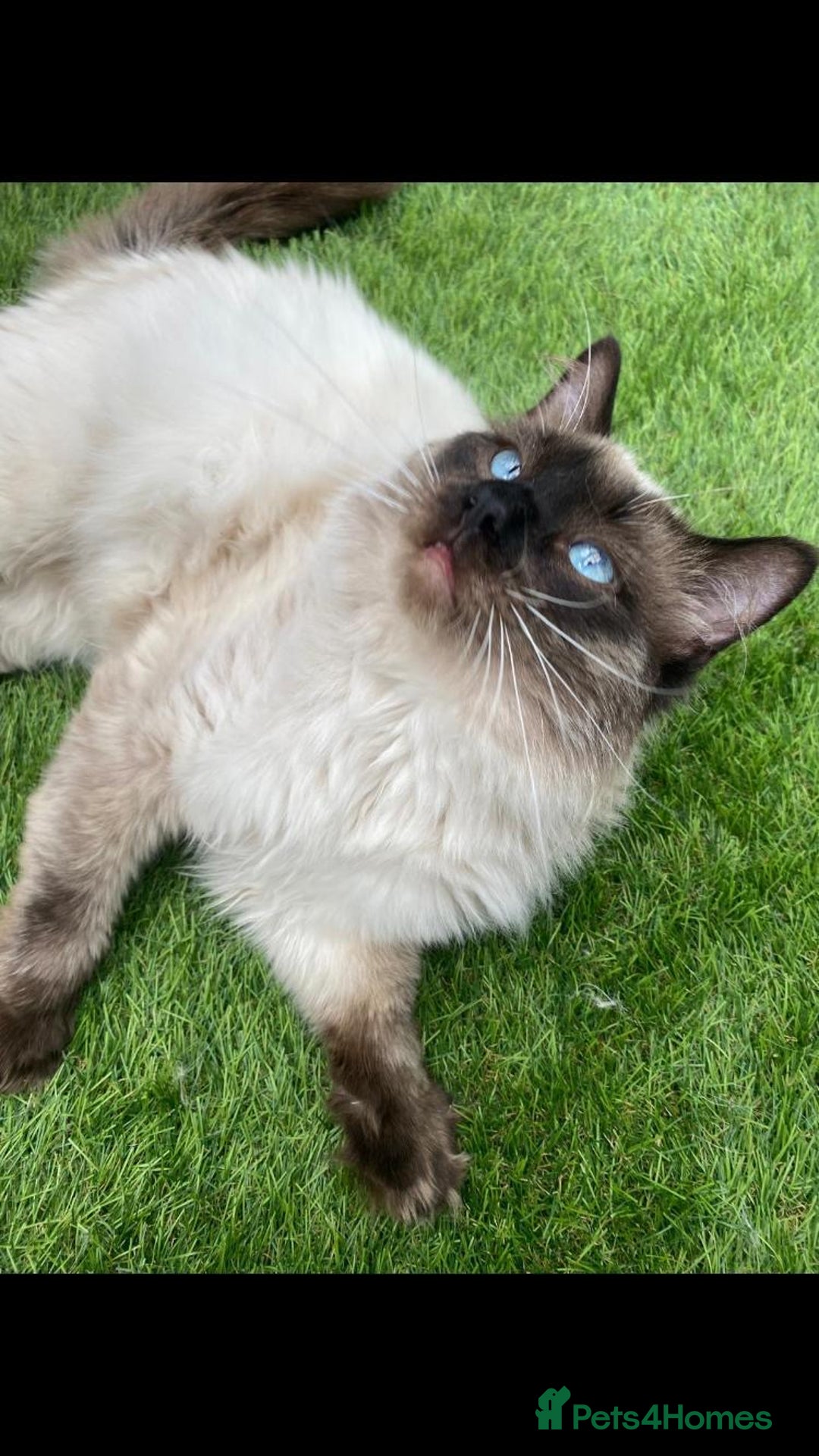 Ragdoll cats for stud: Active gccf stud chocolate carrier seal point  in Grantham - Image 4