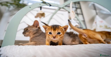 Abyssinian cats - Advert 8