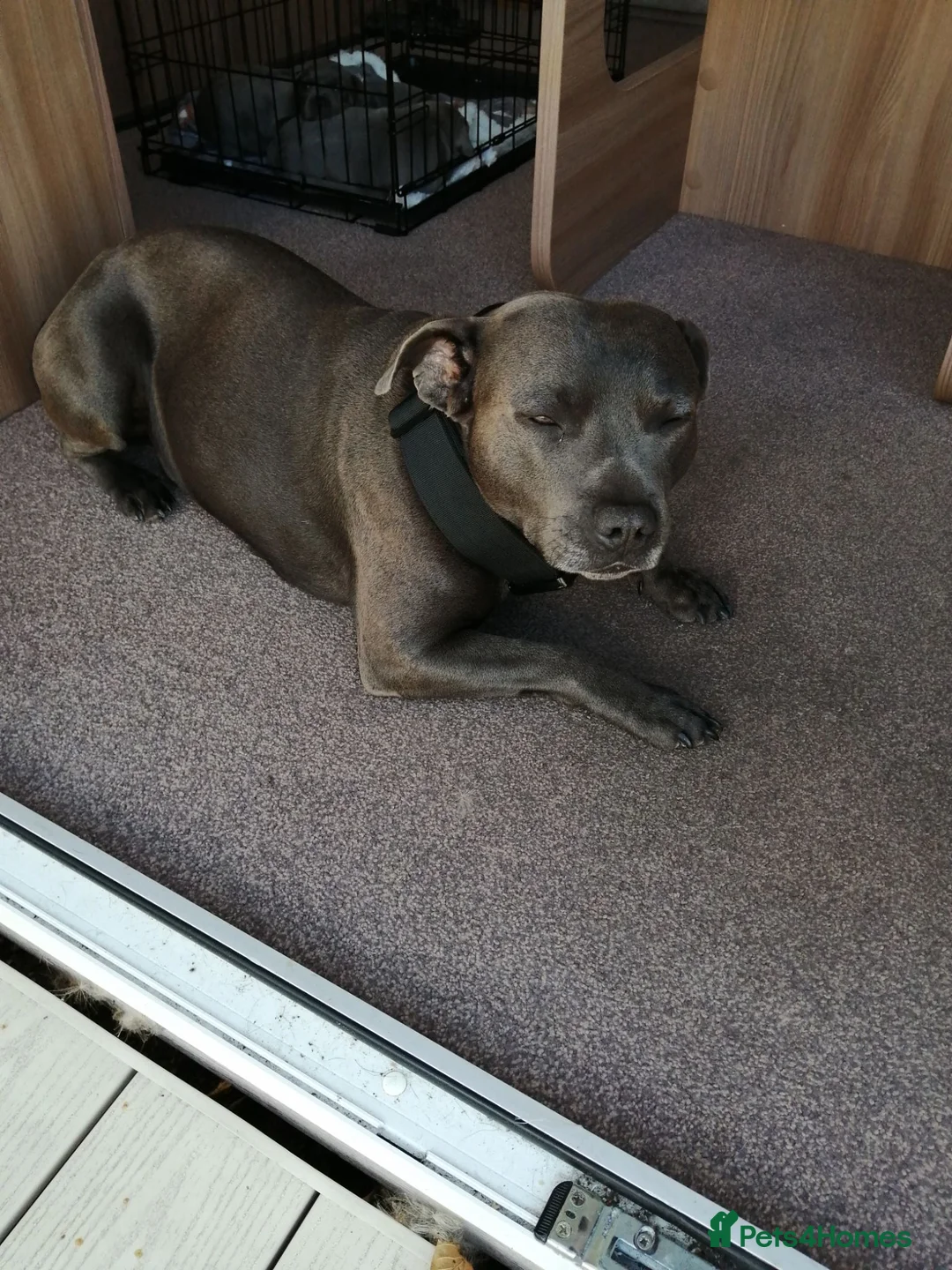 Staffordshire Bull Terrier dogs for sale: 3 Blue Staffordshire Bull Terrier males for sale in Preston - Advert 7