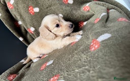 Miniature Dachshund dogs for sale: Cream&Shaded KC reg. PRA clear 4 weeks old - Image 10