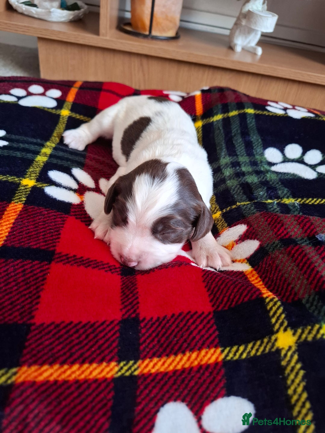 Sprocker dogs for sale: Sprocker puppies - Image 4