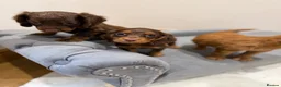 Cocker Spaniel dogs for sale: Quality working spaniels - Advert 11