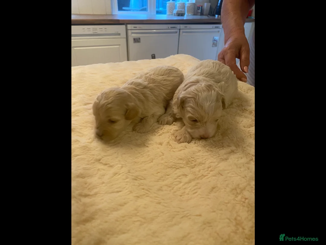 Maltipoo dogs for sale: BEAUTIFUL MALTIPOO F1 PUPPIES  - Advert 7