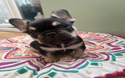 French Bulldog dogs for sale: 8 week old French bulldog  - Image 1