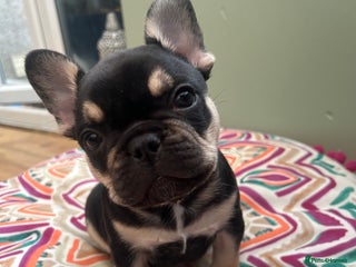 French Bulldog dogs for sale - Advert 1