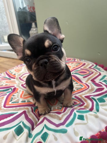 French Bulldog dogs - Advert 1