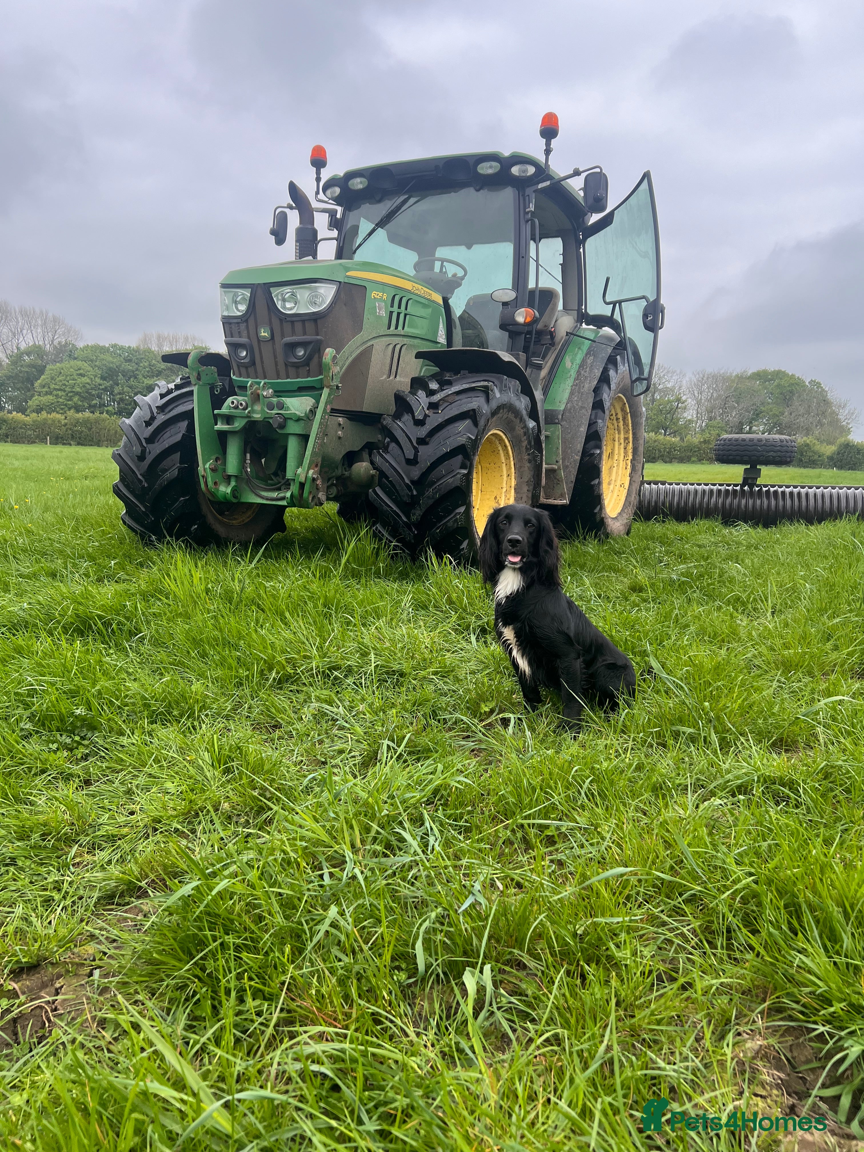 Cocker Spaniel dogs Proven kc reg working cocker in Preston - Advert 1