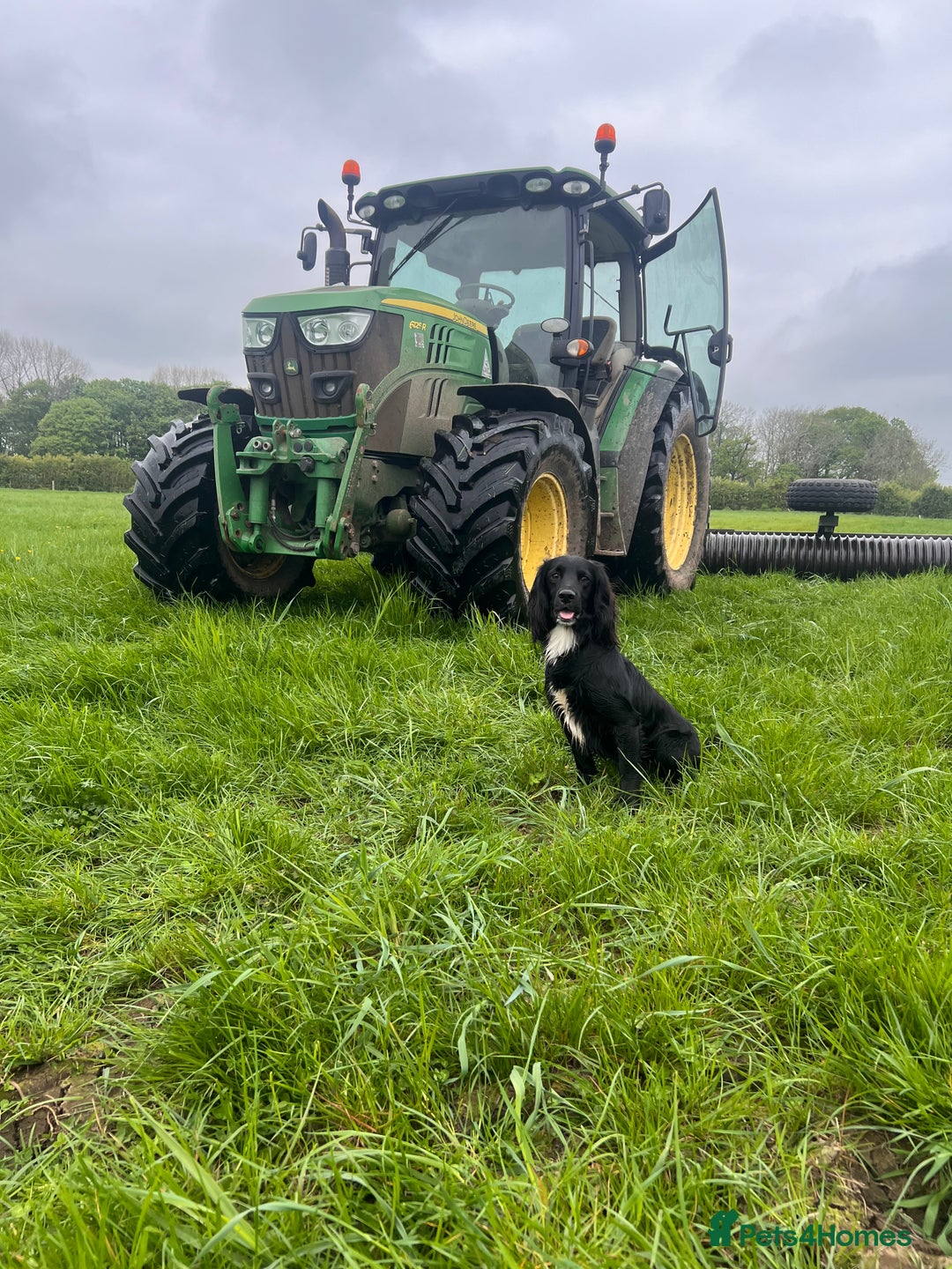 Cocker Spaniel dogs for stud: Proven kc reg working cocker in Preston - Advert 1