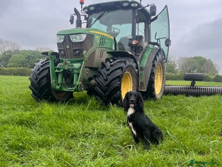 Cocker Spaniel dogs Proven kc reg working cocker in Preston - Advert 1