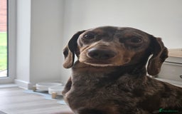 Dachshund dogs for stud: Standard Dapple Dachshund Stud - Image 5