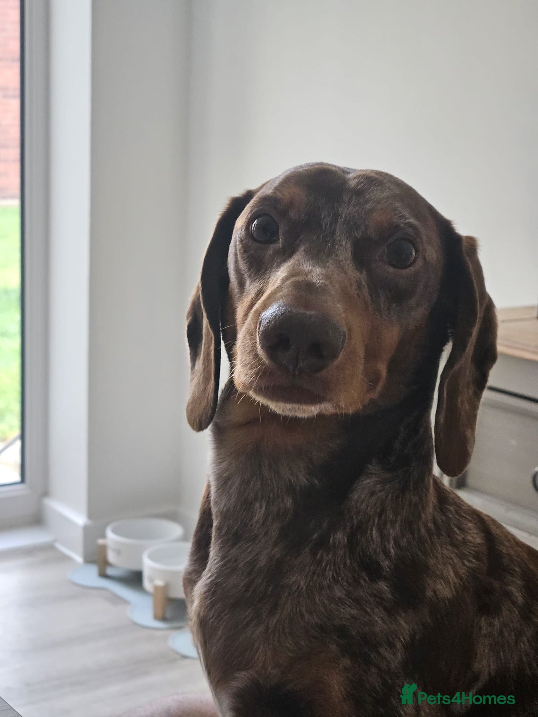 Dachshund dogs for stud: Standard Dapple Dachshund Stud - Image 5