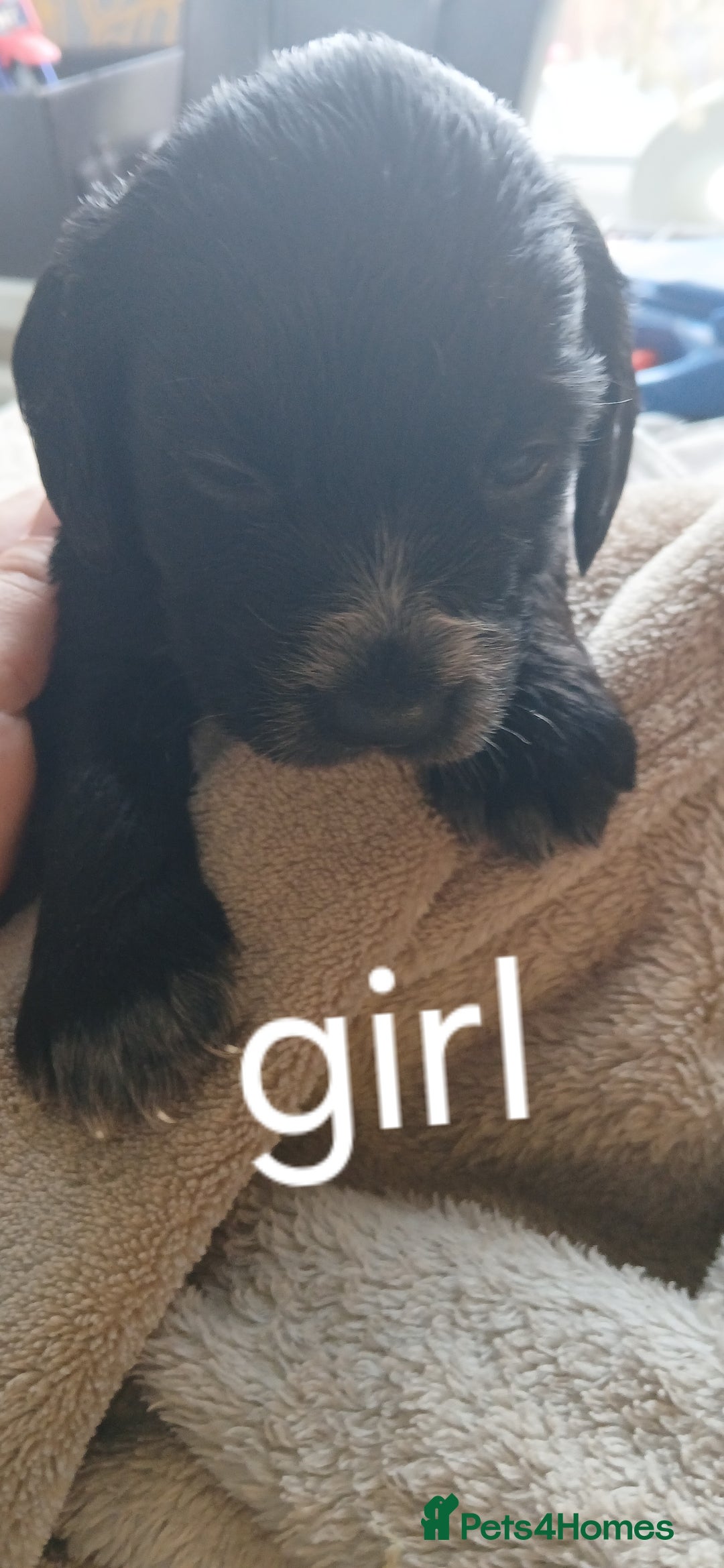 Cocker Spaniel dogs for sale: 5 beautiful cocker spaniels  - Image 3