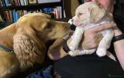 Mixed Breed dogs for sale: Gorgeous cavachon cocker spaniel puppies - Image 7