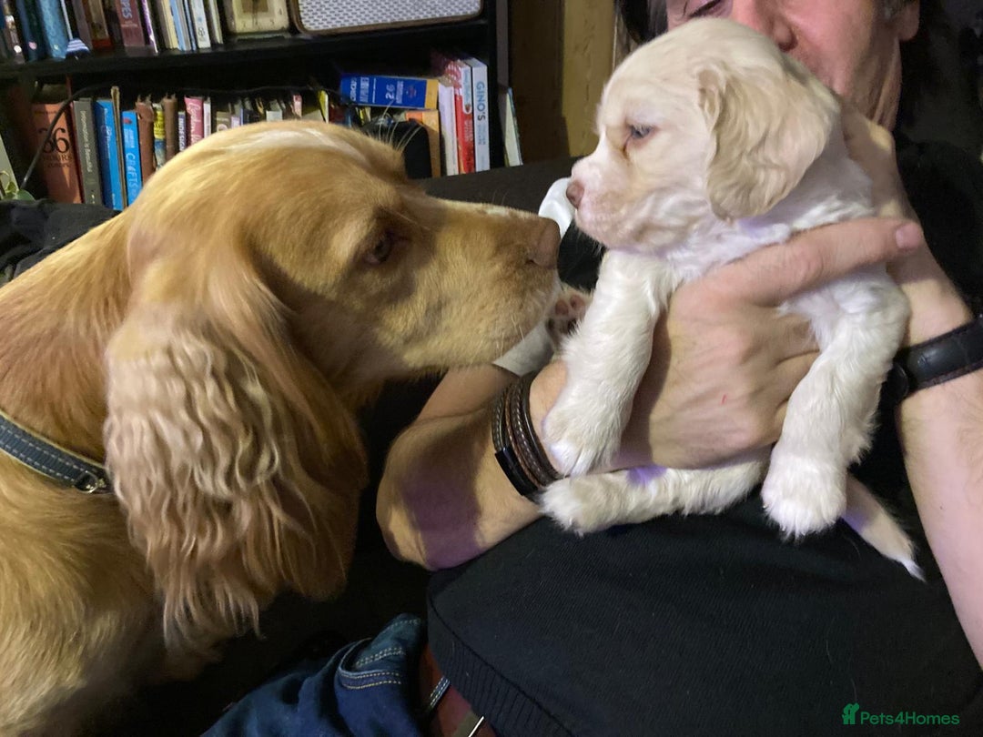 Mixed Breed dogs for sale: Gorgeous cavachon cocker spaniel puppies - Image 7