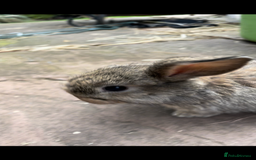 Mini Lop rabbits for sale: 3 Female Mini Lops in Swadlincote - Image 5
