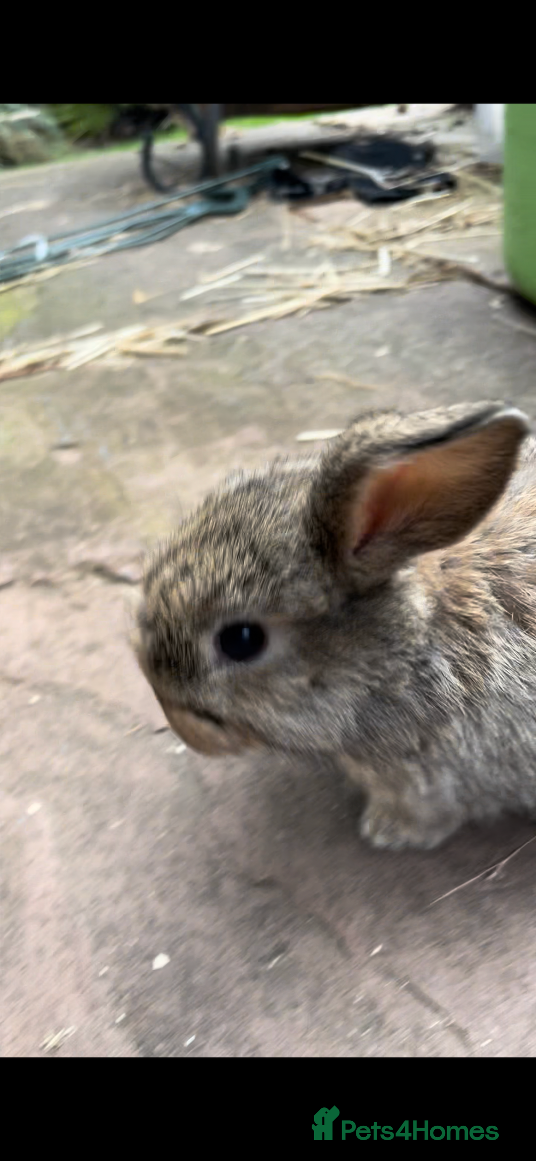 Mini Lop rabbits for sale: 3 Female Mini Lops in Swadlincote - Image 5