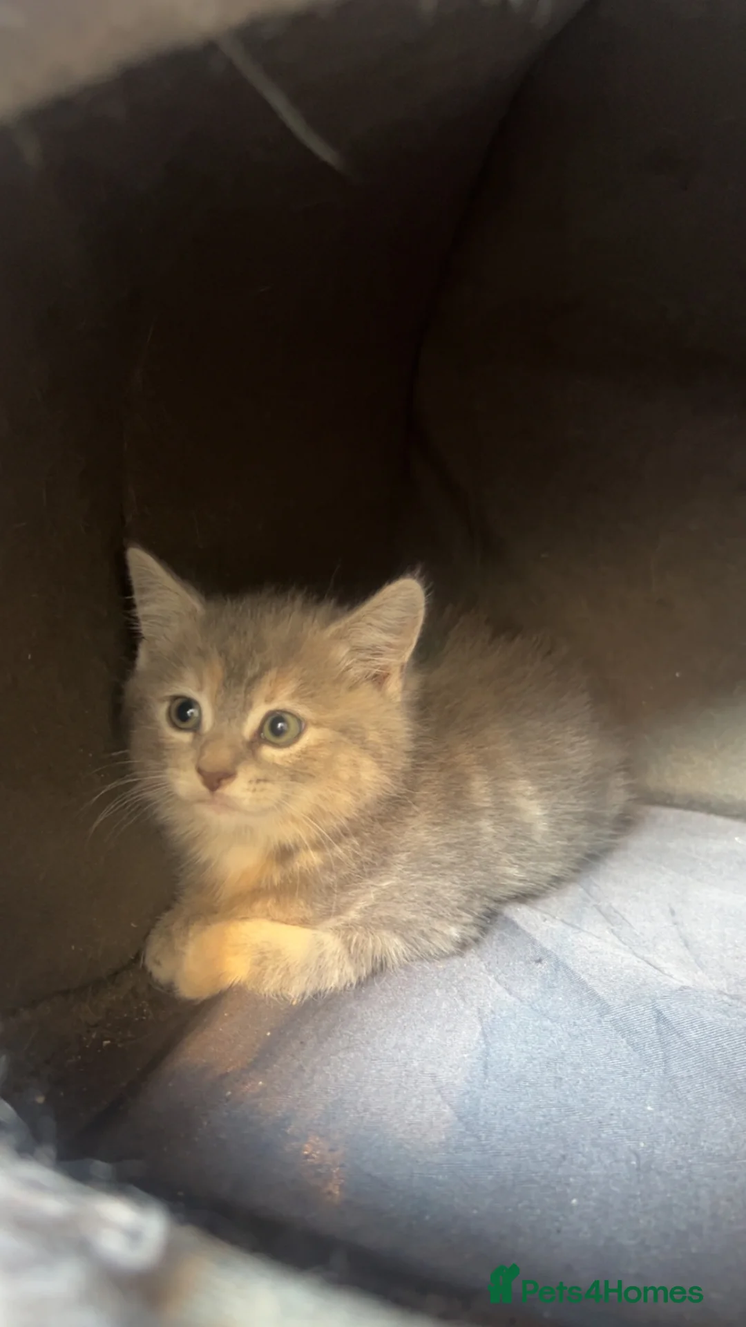 Mixed Breed cats for sale: Kittens  - Advert 2