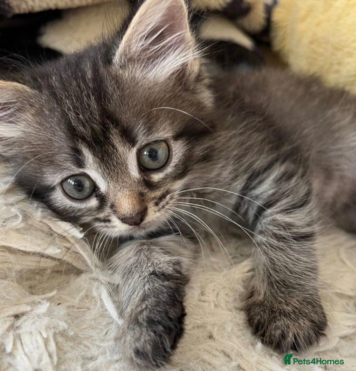 Mixed Breed cats Fluffy tabby  kitten - Advert 11