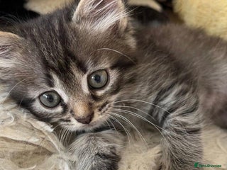 Mixed Breed cats Fluffy tabby kitten - Advert 4