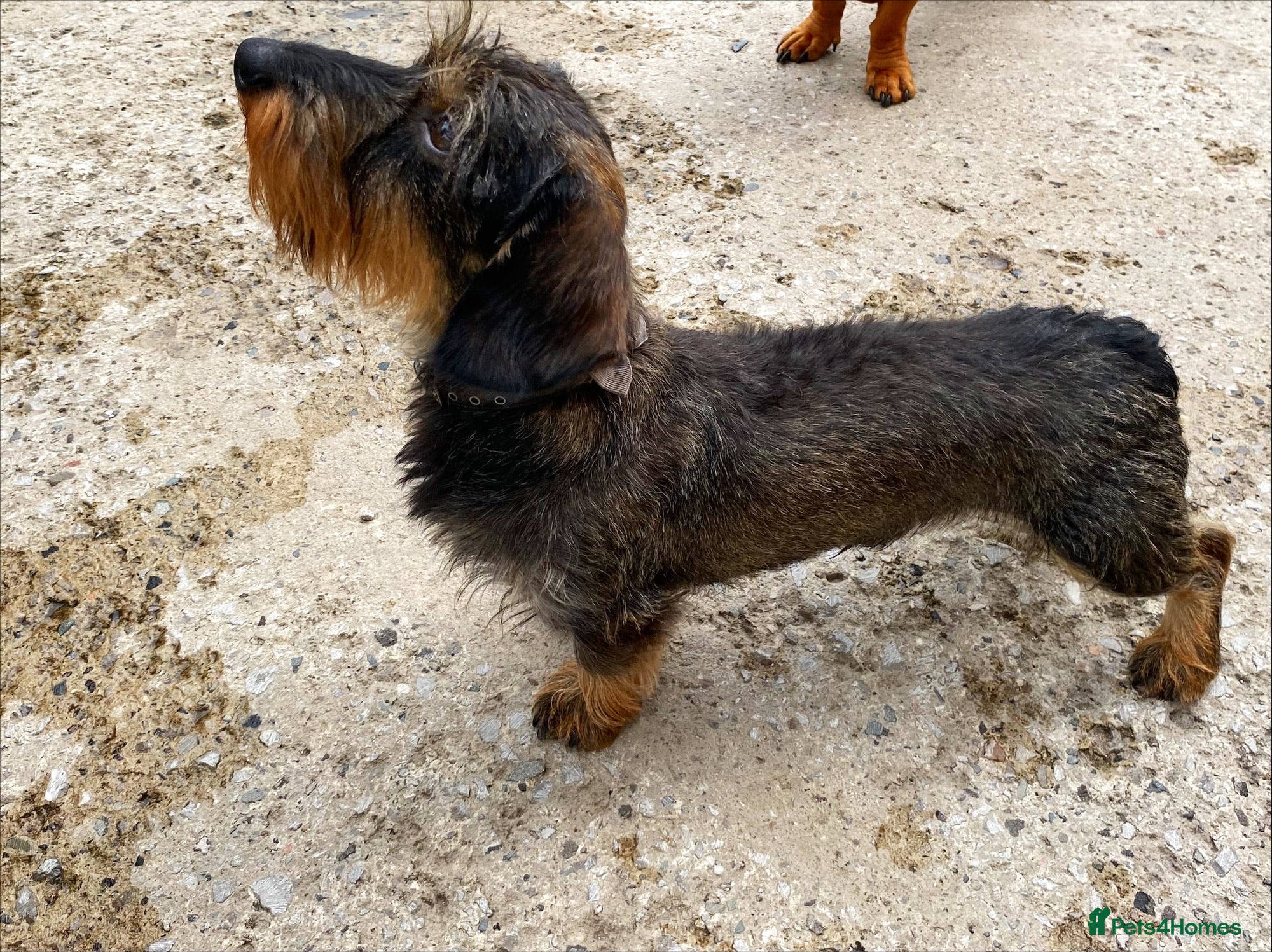 Miniature Dachshund dogs STUD *PROVEN**MINIATURE WIREHAIRED DACHSHUND STUD  in Manchester - Advert 4