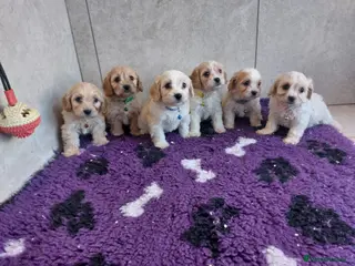Cavachon dogs Beautiful Cavachon puppies 💕 - Advert 2