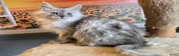 Maine Coon cats for sale: Stunning GCCF Maine Coon kittens - Advert 1