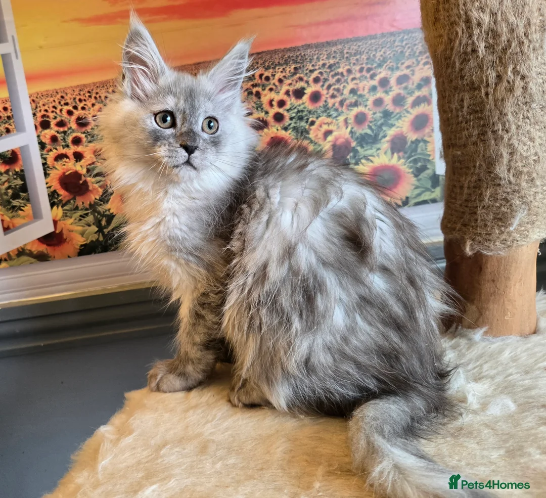 Maine Coon cats for sale: Stunning GCCF Maine Coon kittens - Advert 1