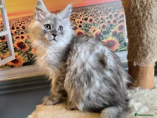 Maine Coon cats Stunning GCCF Maine Coon kittens - Advert 11