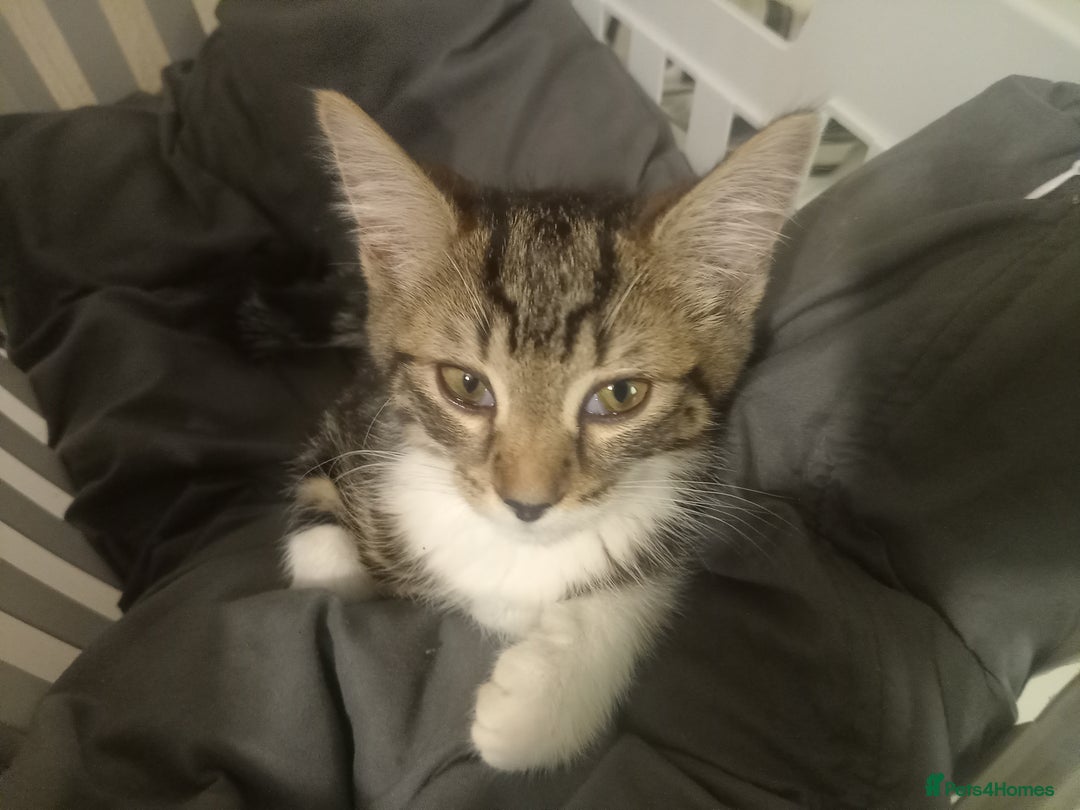 Tibetan cats for sale: Tabby kitten for sale - Image 8