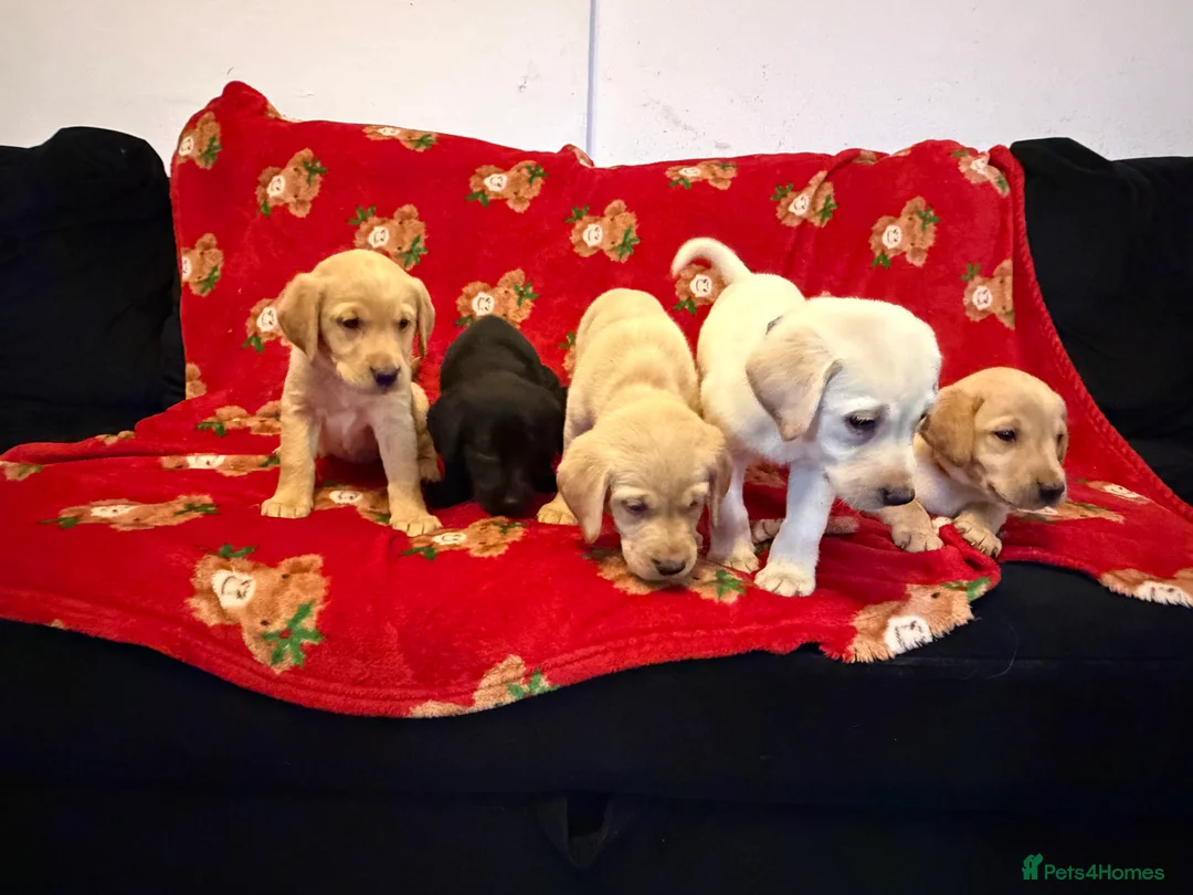 Labrador Retriever dogs for sale: Now have 5 Labrador Retriever Puppies for Sale 🐾 - Advert 6