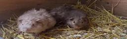 Guinea Pig rodents for sale: 🐹 Stunning Alpaca Guinea Pigs – 3 Male Brothers  - Advert 9