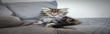 Kitten 4: Miss Velvet