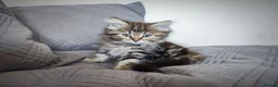 Siberian cats for sale: 🐾 Stunning Siberian cross Maine Coon Kittens 🐾 - Advert 12