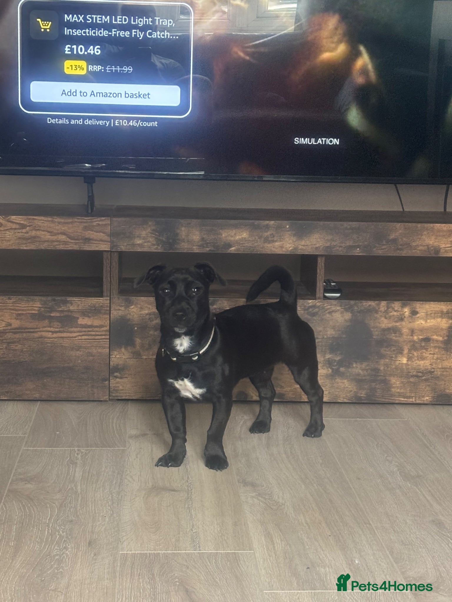Mixed Breed dogs for sale: Rehome - Advert 1