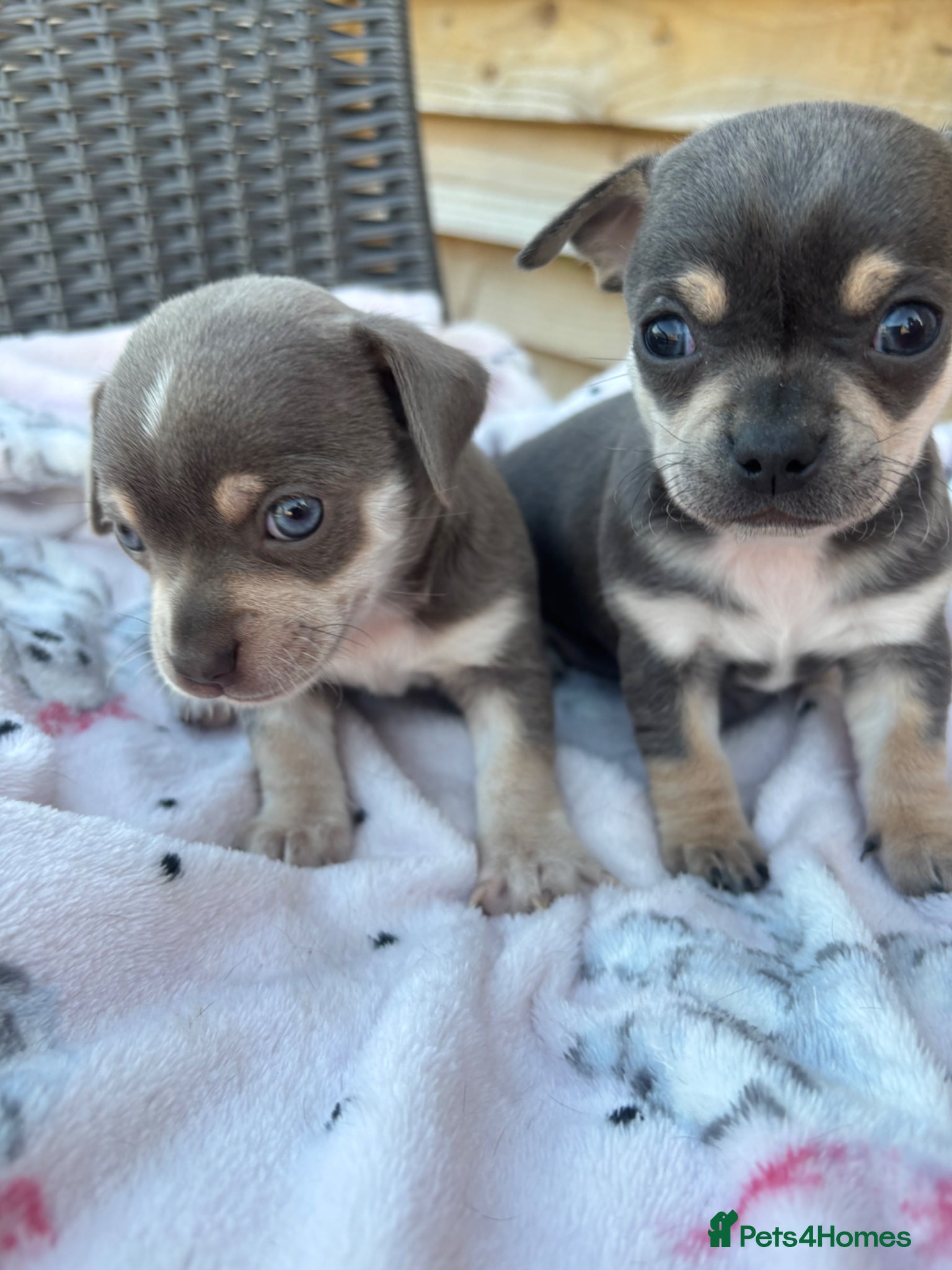 Chihuahua dogs CHIHUAHUA BEAUTIFUL READY 20TH JUNE LAST TWO BOYS - Advert 6