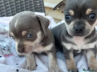 Chihuahua dogs CHIHUAHUA BEAUTIFUL READY 20TH JUNE LAST TWO BOYS - Advert 6