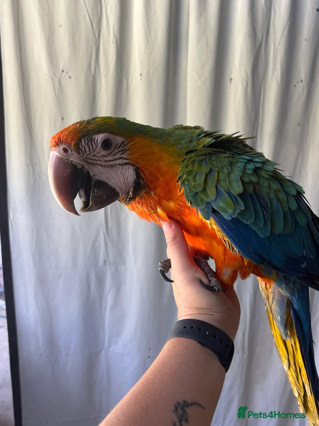 Macaws birds for sale: Blue and gold macaws for sale  in Glasgow - Advert 2