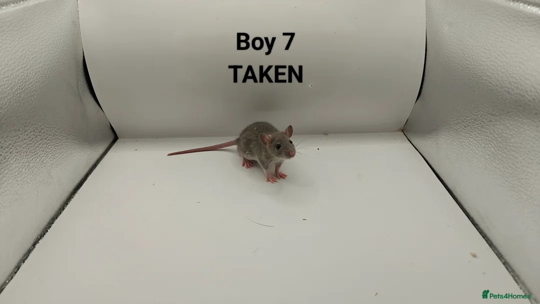 Rat rodents for sale: FEB: 20 Rats (13 Rats: 7 Boys & 6 Girls Left) - Advert 8