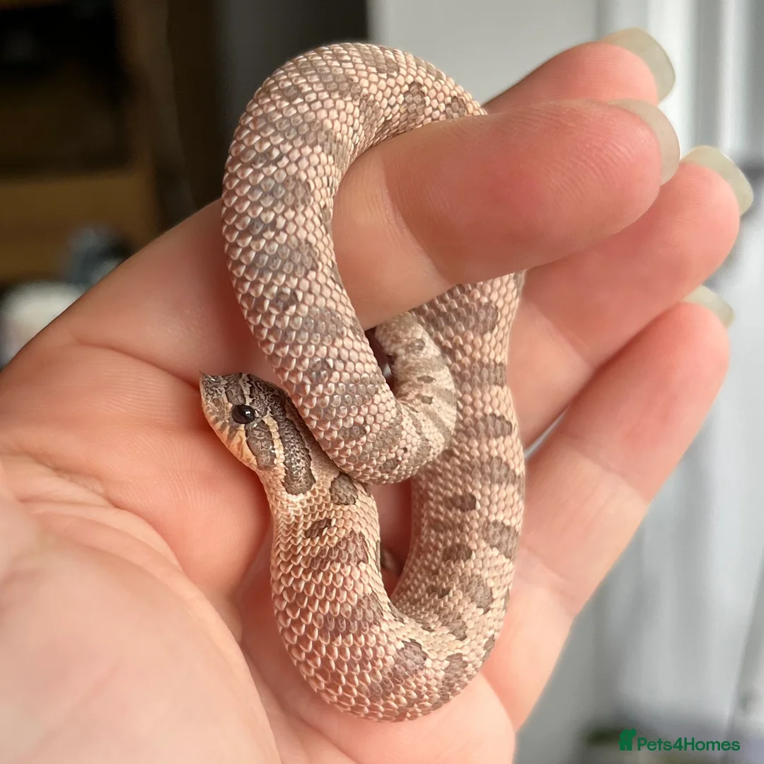 Snake reptiles for sale: Various 2024/2025 Western Hognoses - Advert 15