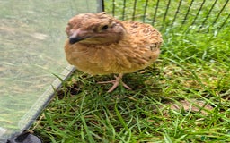 Quail poultry for sale: Male Quail for Sale - Image 2