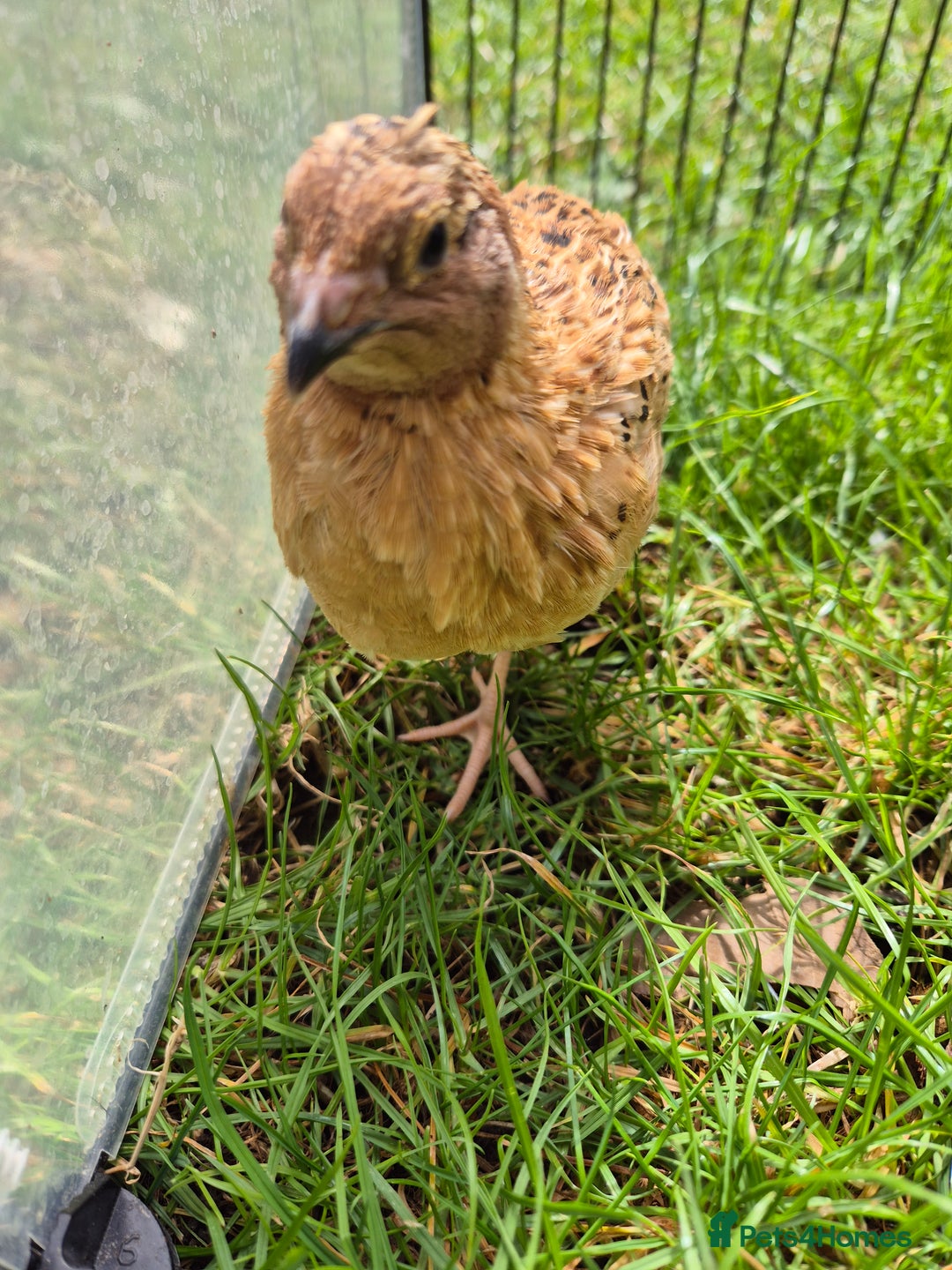 Quail poultry for sale: Male Quail for Sale - Image 2