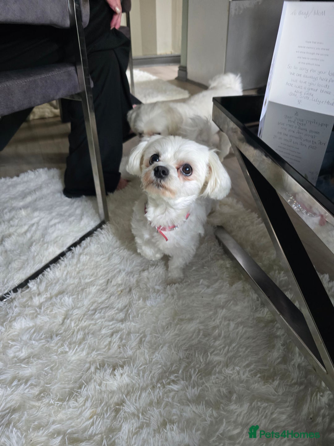Maltese dogs for sale: Maltese female dog (BELLA) - Advert 4